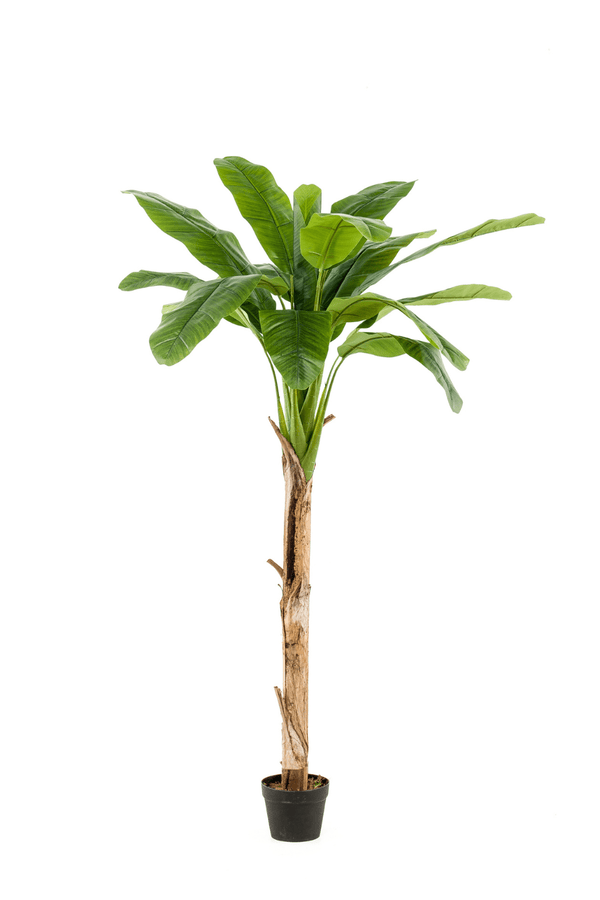 Kunst Bananenboom | alle Maten | PrettyPlants