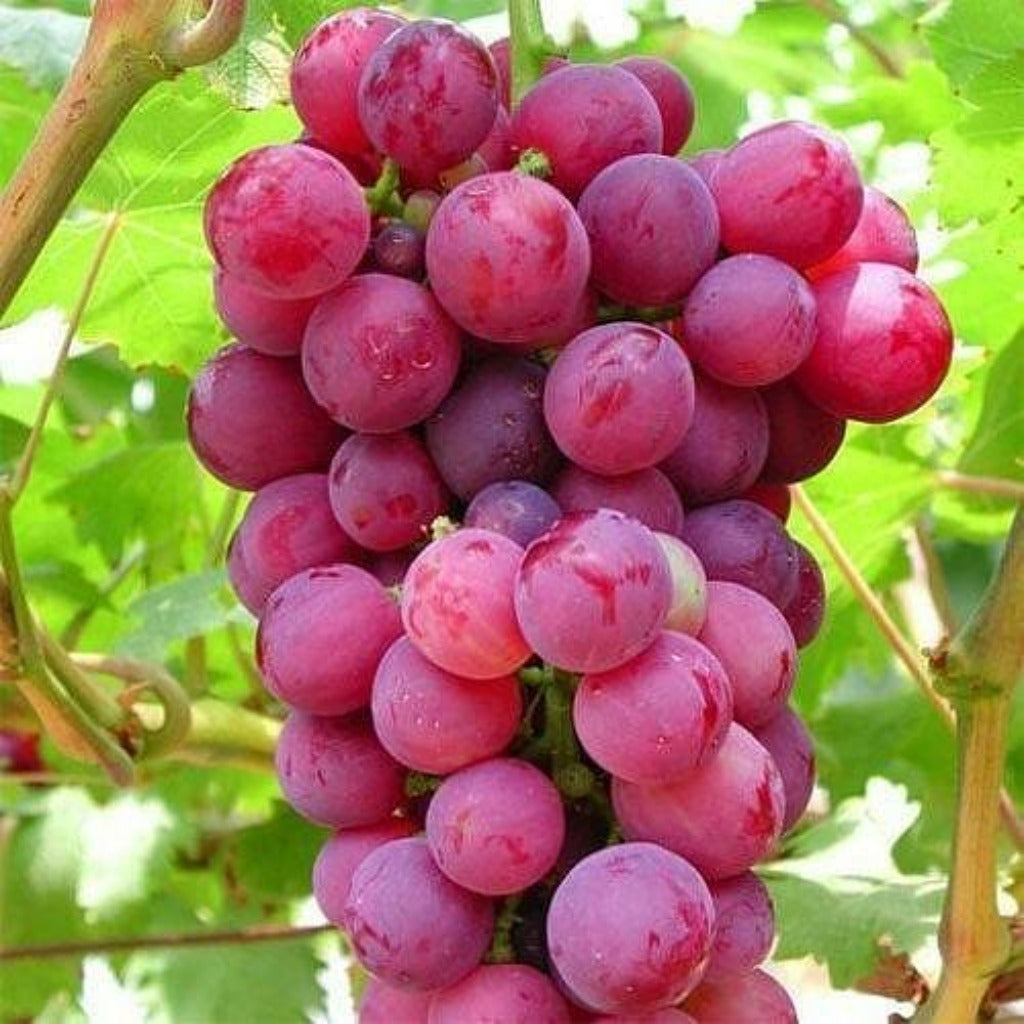 Red seedless grapes