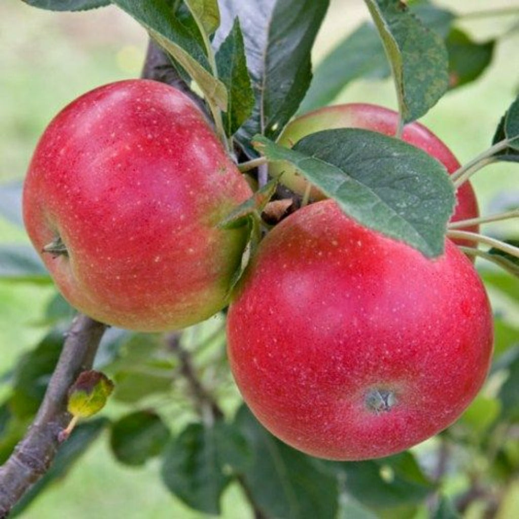 Яблоки Прима Руж Молдова