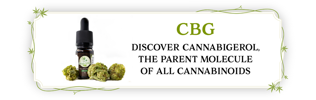 discover cannabigerol, the parent molecule of all cannabinoids