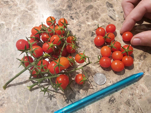 Tomate cerise orange Bio - L'atelier des bons plants