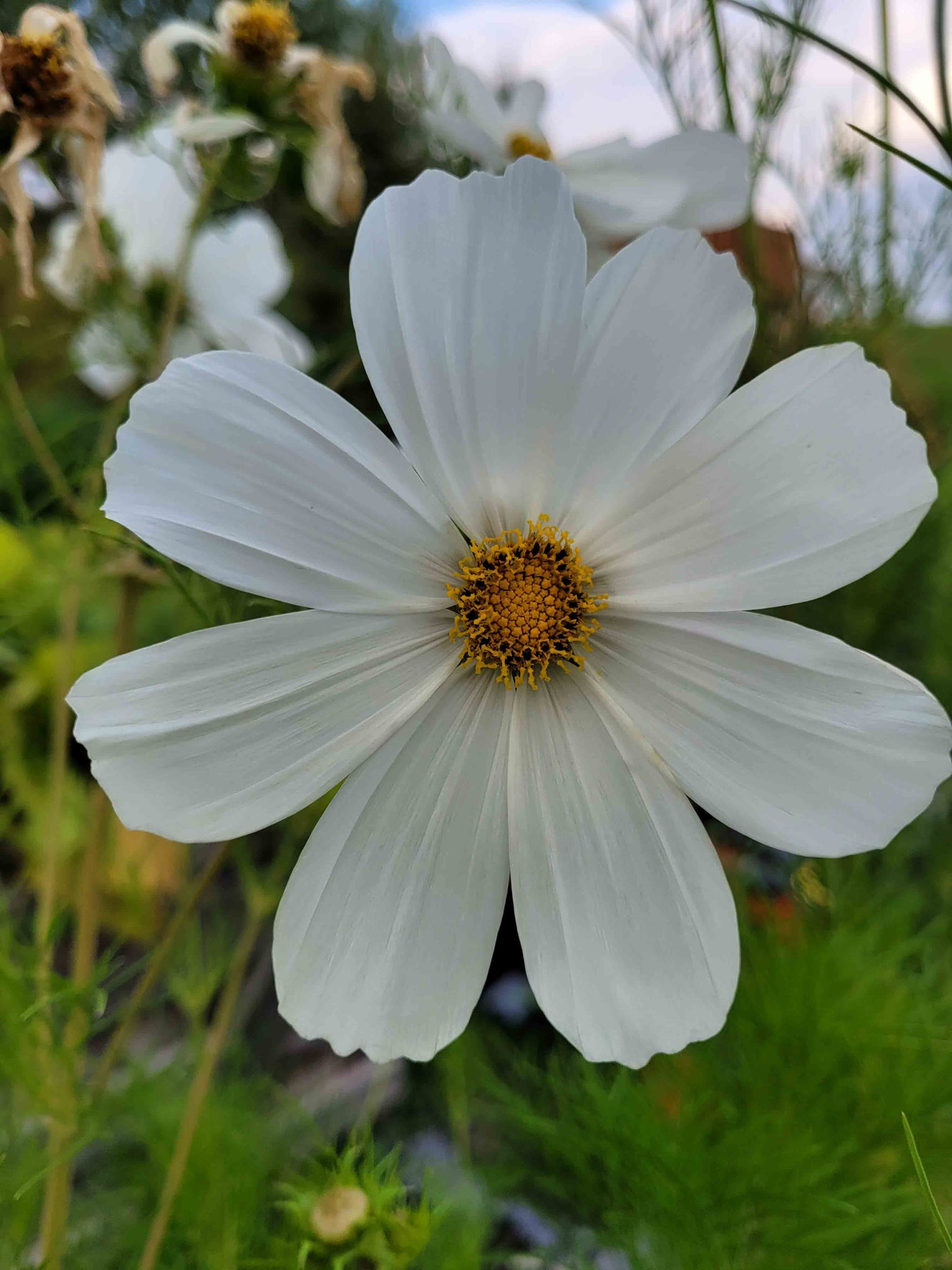 Cosmos Blanche pure – vegetomix