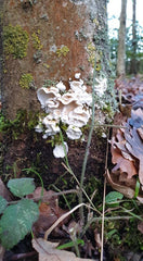 Fungi in Croft Close Set Aside Histon & Impington