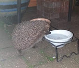 Histon Hedgehogs