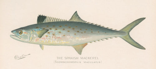 Striped Bass, 1913 by Sherman F Denton Art Print Fish Fishing Poster 24x36