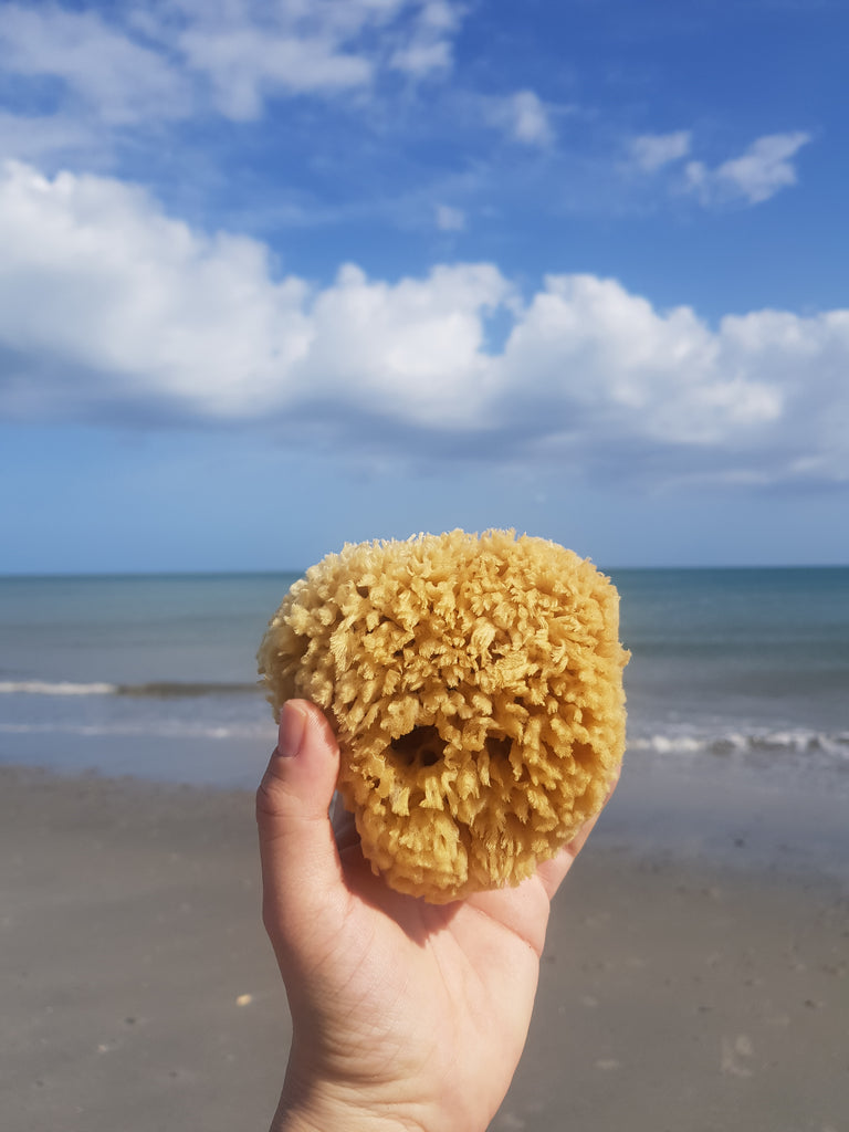 Caribbean natural sea sponge (in net pouch)