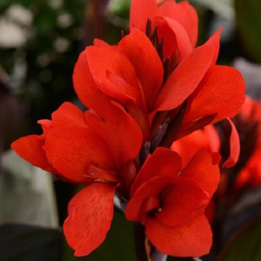 Canna Lily - Cannova® Red Golden Flame – Calgary Plants