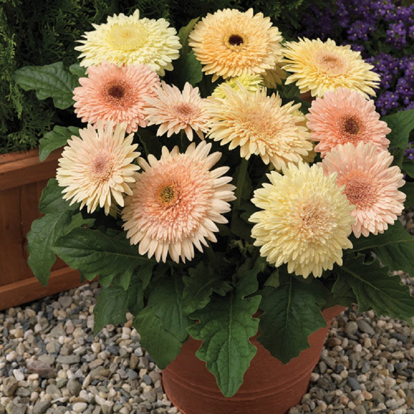 Gerbera Seeds | Gerbera Cartwheel Chardonnay | 15 Flower Seeds –  