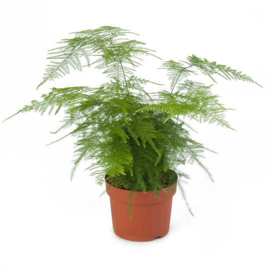 Asparagus Fuzzyfern Frizz Seed Raw / 250 Seeds / Untreated