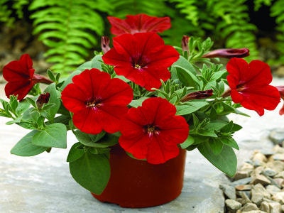 25 Pelleted Petunia Seeds Ramblin Salmon Capri Trailing Petunia :  : Patio, Lawn & Garden