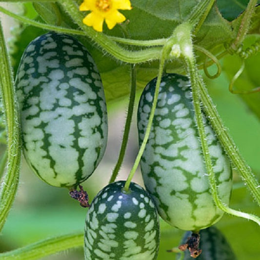 25 YEARS of Cucumber Melon, melon