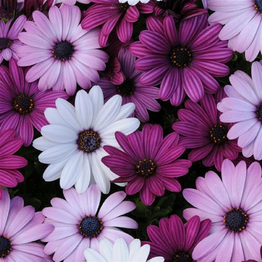 Petunia multiflora Ramblin'™ 'Salmon Capri' Petunia