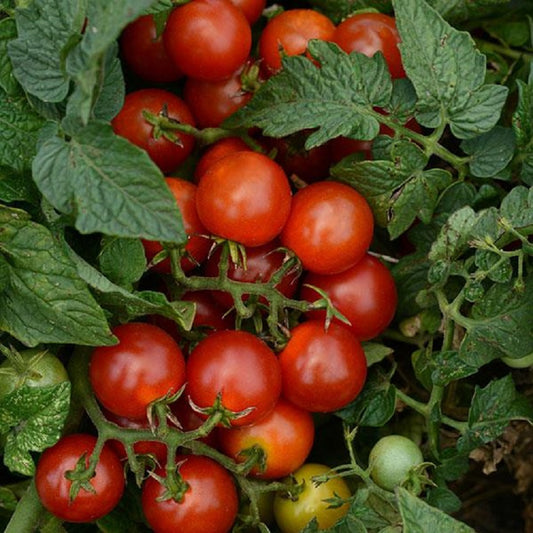 Loki Tomato 25 Seeds Hybrid Tomato F1 Slicing Tomato