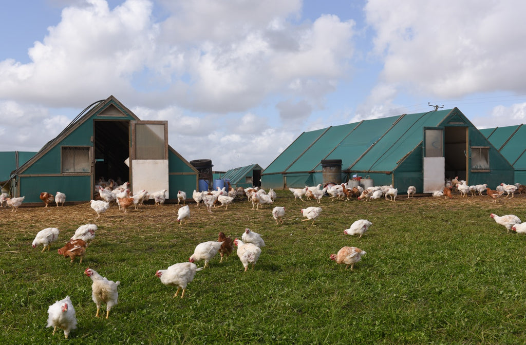 Why free-range and free-run chicken is better for you – Farm Club