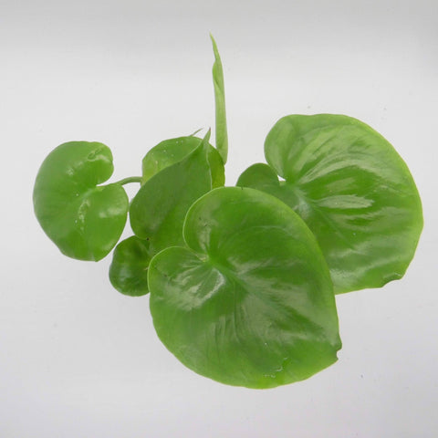 Monstera Deliciosa photographed from above