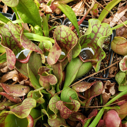 Sarracenia in the outdoors