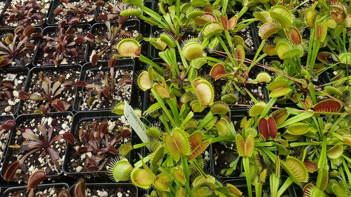 Typical and Red Dragon Venus Flytraps