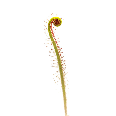 Drosera Care Guide