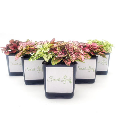 Five pack of hypoestes