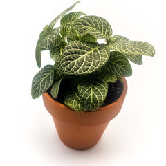  Fittonia albivenis verschaffeltii Care Guide