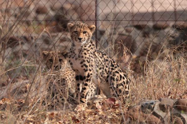 King Cheetah Animal