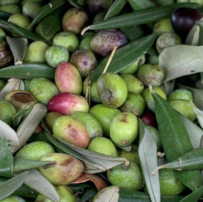 Grüne Oliven nach der Ernte müssen gewaschen werden