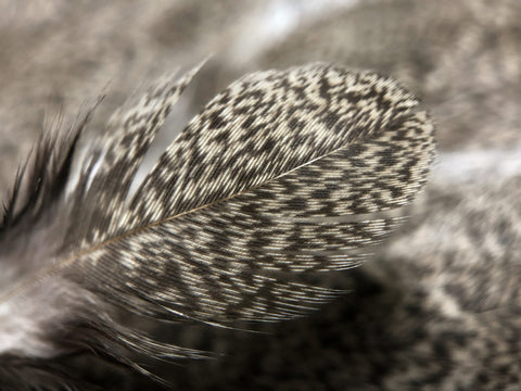 Close Up Picture of the Feathers from a Whiting Farms Brahma Hen Saddle (Sold by Moonlit Fly Fishing)