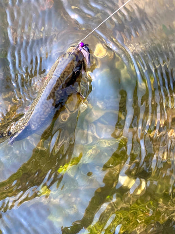 brook trout caught on purple perdigon soft hackle nymph