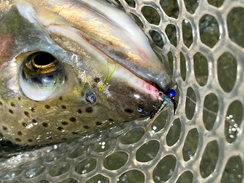 metallic blue perdigon soft hackle nymph