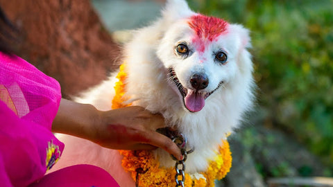 Kukur Tihar, Worshipping dog on 2nd Day of Tihar in Nepal