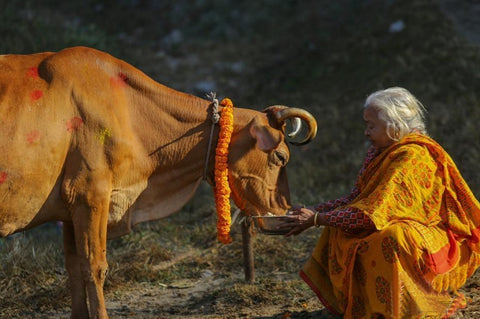 Cow is worshipped on third day of Tihar in Nepal