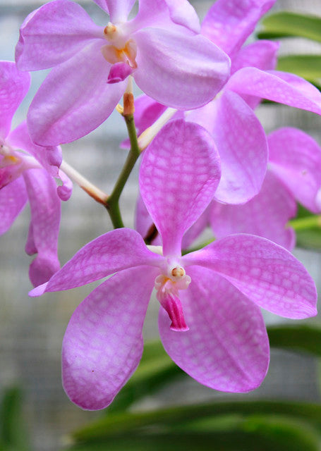 Vanda Coerulea Pink - The Orchid Patio
