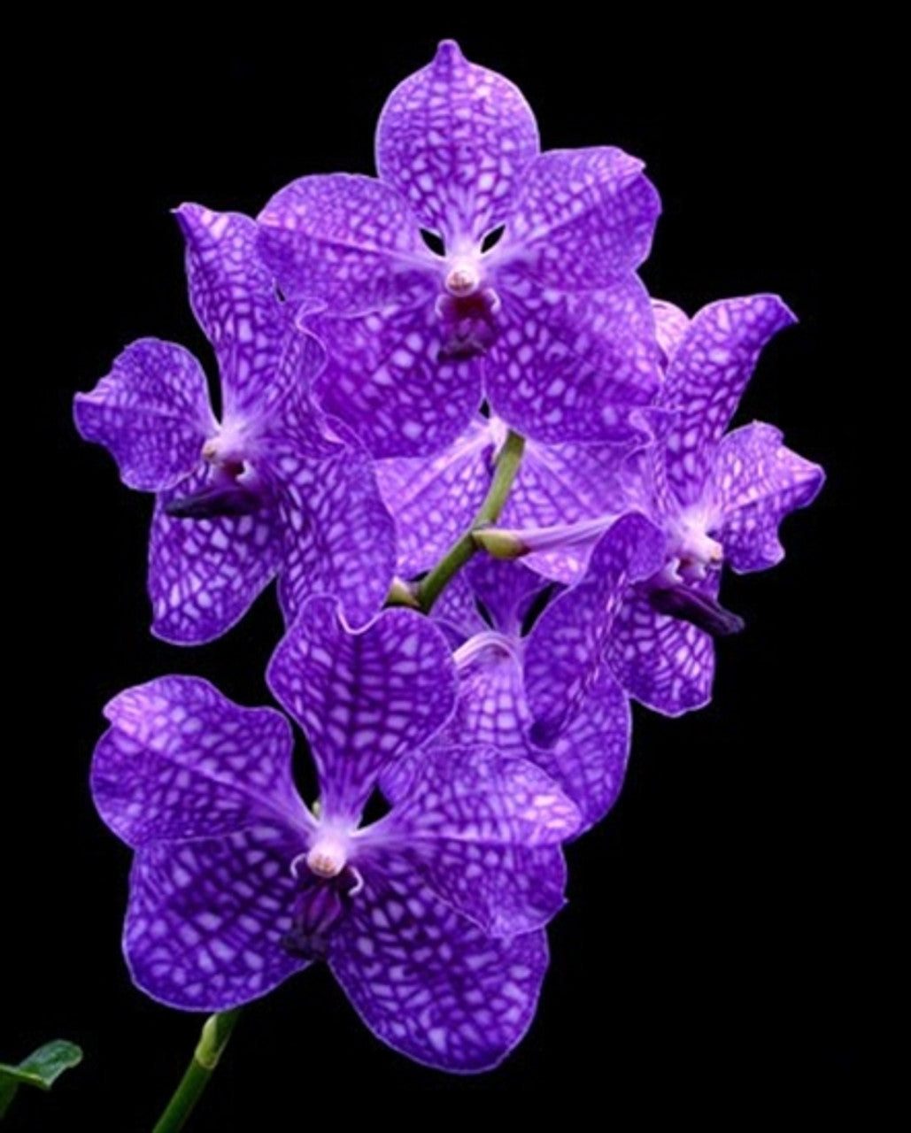 PACK OF 8 VANDA HYBRID SEEDLINGS - The Orchid Patio