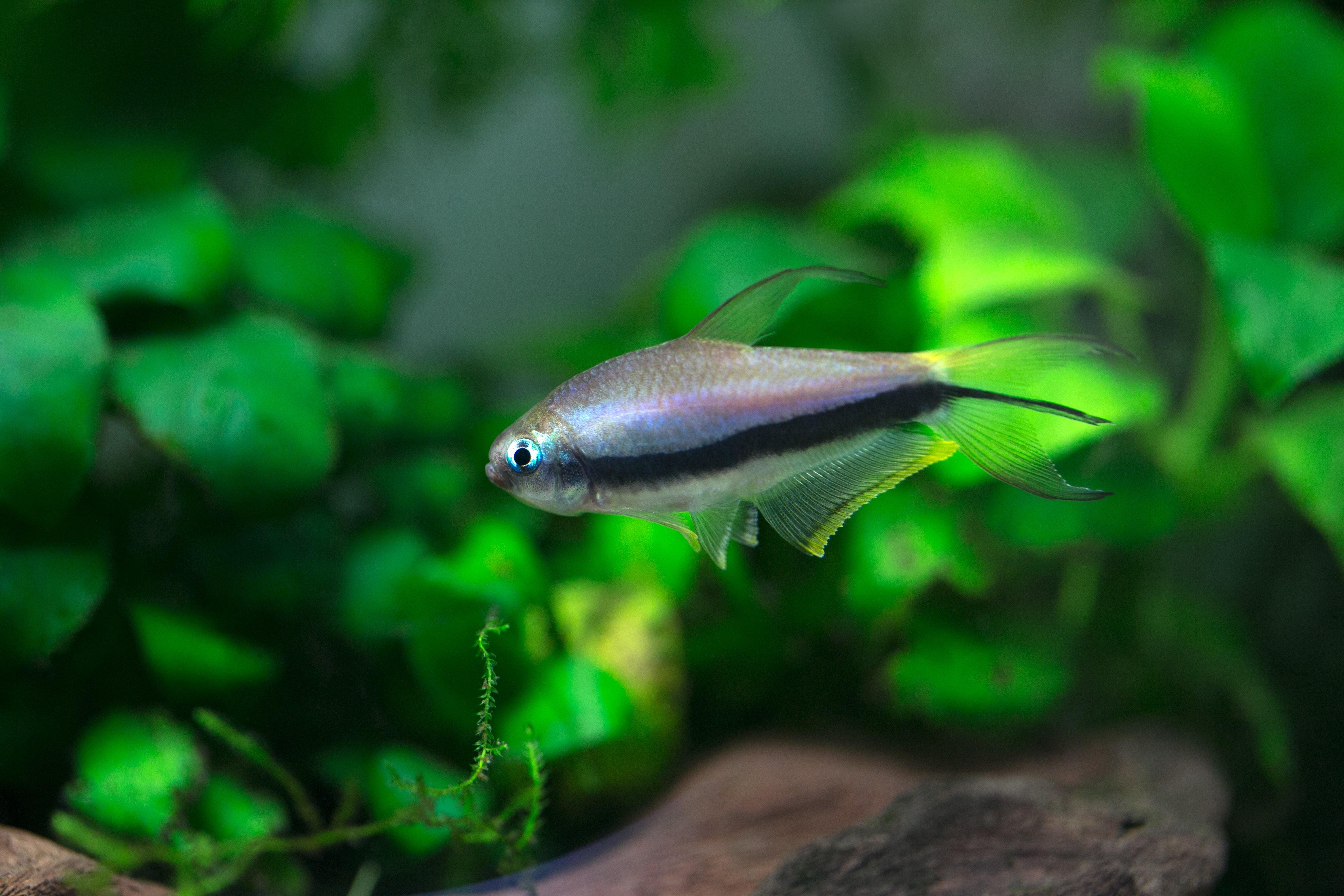 blue king tetra