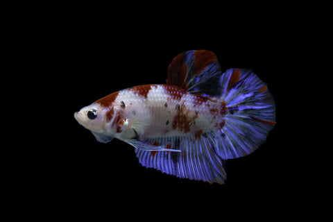 Betta Fish Tank Setup Guide: Get The Right Aquarium For Your Bettas