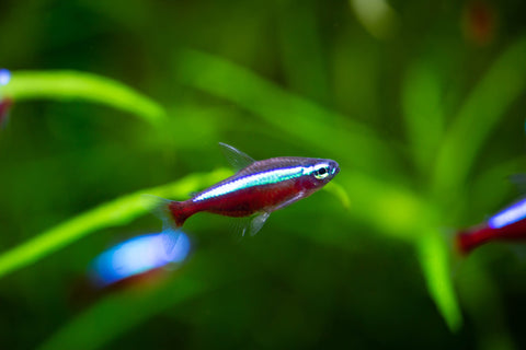 Tetras: Care Guide on Everything you need to – Consolidated Fish Farms Inc.