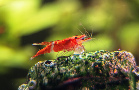 cherry shrimp