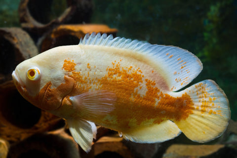 albino ruby oscar