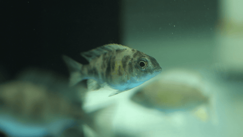 ob peacock cichlid female