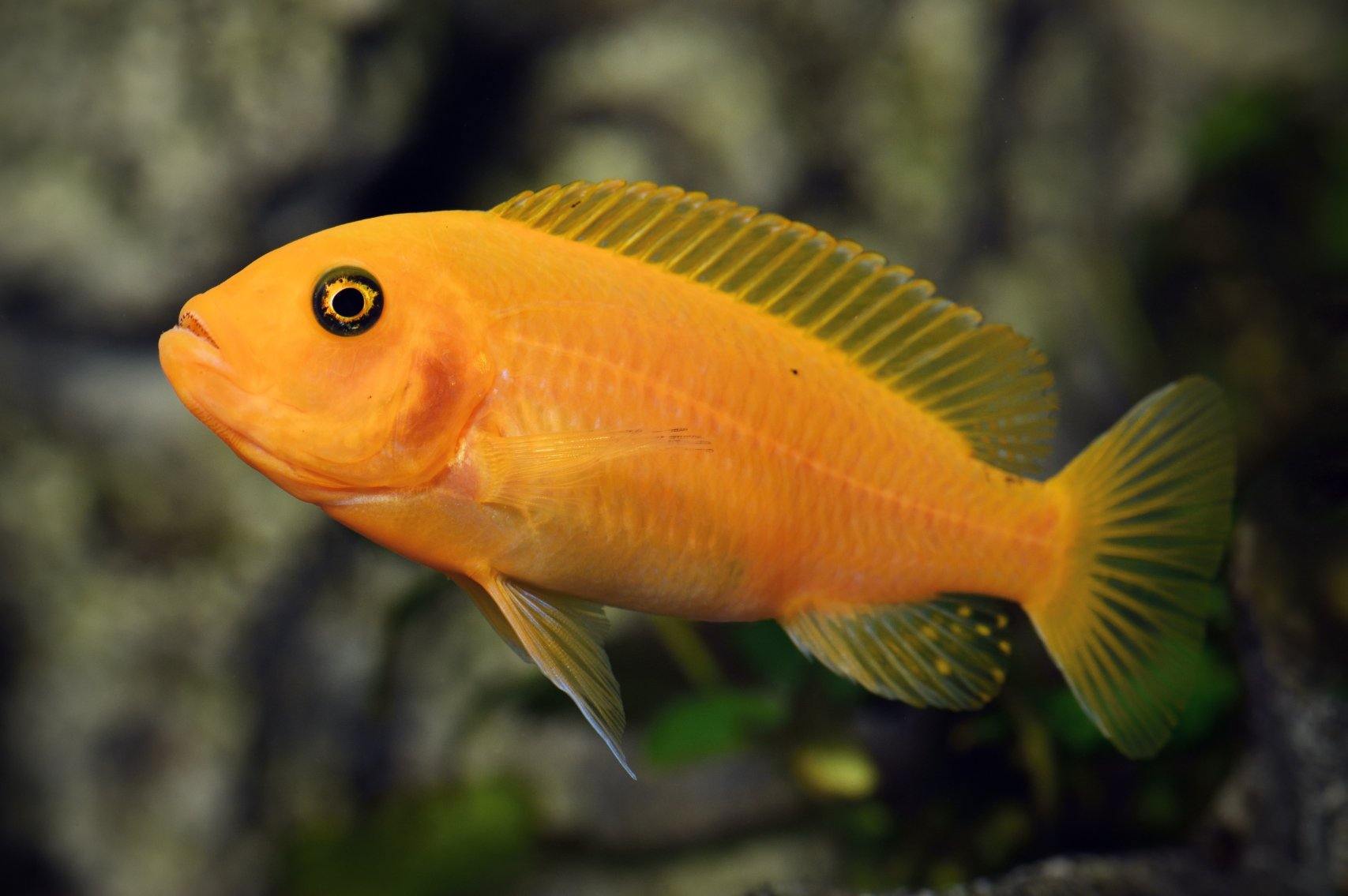 red zebra cichlid max size