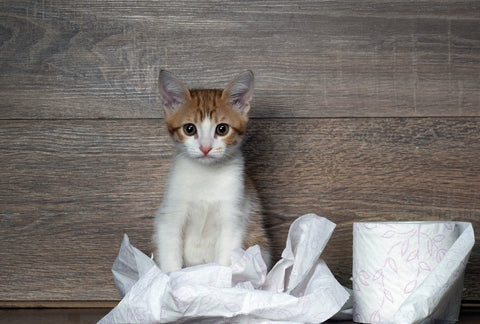 Katze mit Toilettenpapier