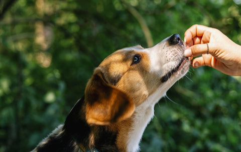 Hunde Leckerli