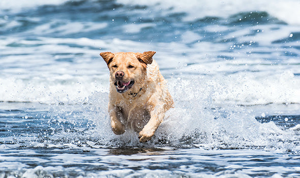 Hund spielt im Meer