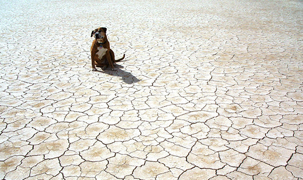 Hund sitzt in der Wüste
