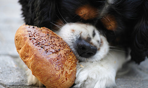 Keine Füllstoffe wie Backwaren im Hundefutter