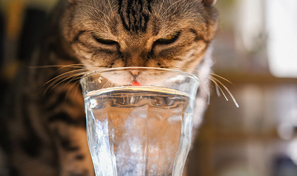 Katze trinkt Wasser aus Wasserglas