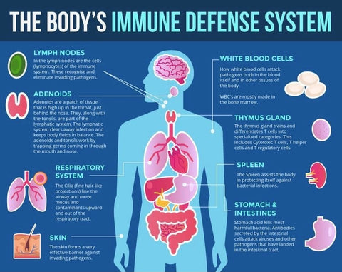 The Bodys Immune System