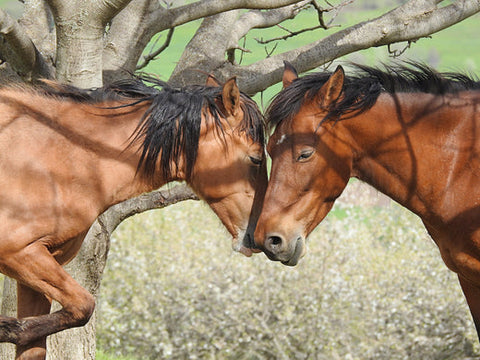 A_pair_of_horses_under_a_tree_close_up_leaned_their_muzzles_against_each_other_with_friendship_or_love_520x500