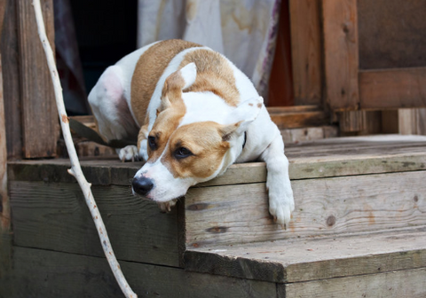 Dog on the porch