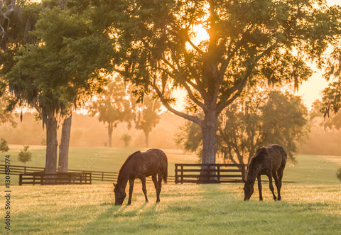 Equine in the pasture